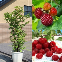 Hindbærtræ 'Raspberry Tower'